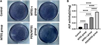 Effect of oligonucleotide MT01 delivered by N-isopropylacrylamide modified polyethyleneimine for bone regeneration